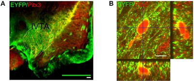 Resonance in the Mouse Ventral Tegmental Area Dopaminergic Network Induced by Regular and Poisson Distributed Optogenetic Stimulation in-vitro